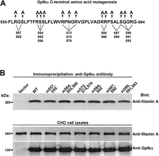Figure 2. Filamin A binding is unaffected by mutating several hydrophilic residues in GpIbα's large filamin A–binding domain. (A) Mutations used to try to disrupt filamin A contact points without major disruption of the secondary structure of the tail of GpIbα. (B) Such mutations have no affect on the endogenous interaction between recombinant human GpIbα and recombinant human filamin A in CHO cells.