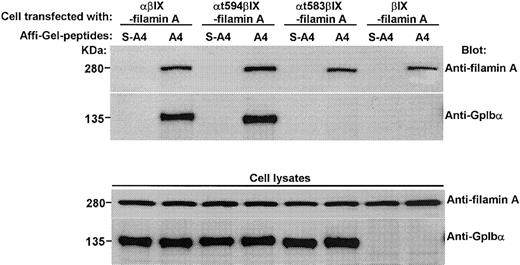 Figure 4. The A4 peptide binds specifically to filamin A. Affi-Gel-bound A4 peptide or Affi-Gel-bound scrambled A4 peptide was incubated overnight with lysates from CHO cells expressing filamin A plus GpIbα/βIX, filamin A plus GpIbαt594βIX, filamin A plus GpIbαt583βIX, or filamin A plus GpIbβIX.