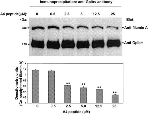 Figure 5. The A4 peptide decreases the amount of filamin A coimmunoprecipitating with GpIbα. The A4 peptide, when it is added to platelet lysates simultaneously with the GpIbα-specific antibody AN51, decreases the amount of immunodetectable filamin A that coimmunoprecipitates with GpIbα (bars present means + SDs; ** P < .01 when compared to 0 A4 peptide by Student t test).
