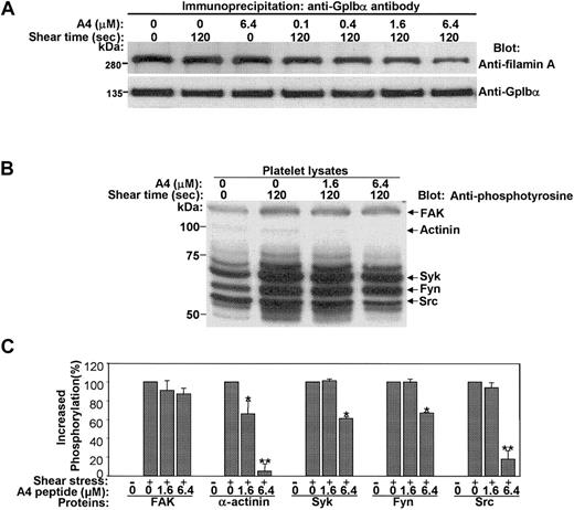 Figure 8. The effect of the A4 on intact platelets. (A) The A4 peptide decreases filamin A binding to GpIbα. (B) Lysates from the same samples after they were subjected to immunoblotting for tyrosine phosphorylated proteins. (C) Quantitative evidence that delivery of the A4 peptide decreases the tyrosine phosphorylation of FAK, α-actinin, Syk, Fyn, and Src when platelets are sheared at 120 dyne/cm2 (n = 3; bars present means + SDs; *P ≤ .05; **P ≤ .01 when compared to sheared untreated platelets by the Student t test).