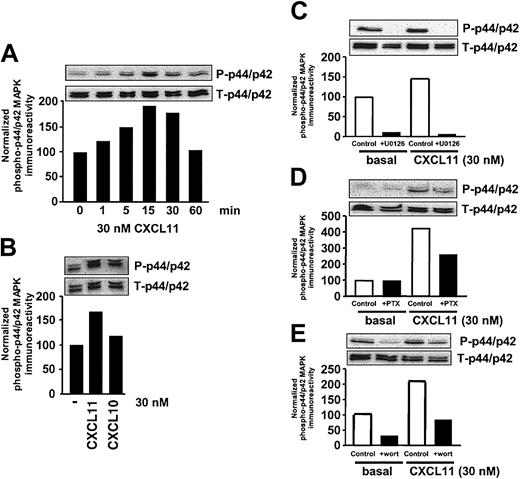 Figure 1. CXCR3 agonists stimulate activation of p44/p42 MAPK in CXCR3-transfected COS-7 cells. (A) COS-7 cells transiently transfected with CXCR3 (2.0 μg plasmid/106 cells) were stimulated for different periods of time with 30 nM CXCL11. Phosphorylation of p44/p42 MAPK was determined by Western blot analysis using specific anti–phosho-p44/p42 (P-p44/p42) antibodies. Phosphorylation was quantified by chemiluminescence and corrected for total MAPK (T-p44/p42) expression on stripped blots. (B) CXCR3-expressing COS-7 cells were incubated with CXCL10 and 11 (30 nM) for 15 minutes before lysis of the cells. (C-E) Involvement of Raf-MEK–(C), Gi- (D), and PI3K–signaling pathway (E) in CXCL11-induced (15 minutes, 30 nM) p44/p42 MAPK phosphorylation. CXCR3-expressing COS-7 cells were grown in serum-free medium in the presence of U0126 (10 μM, 30 minutes; C), PTX (100 ng/mL, 48 h; D), or wortmannin (wort) (100 nM, 30 minutes; E) before lysis and Western blot analysis. A representative experiment of at least 2 independent experiments is shown.