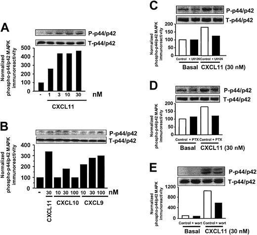 Figure 2. CXCR3 agonists stimulate activation of p44/p42 MAPK in T lymphocytes. (A-B) Activated IL-2–expanded blood T cells were incubated for 15 minutes with various concentrations of CXCL11 (A), CXCL10 (B), or CXCL9 (B) before lysis of the cells. Phosphorylation of p44/p42 MAPK was determined by Western blot analysis using specific anti–phosho-p44/p42 (P-p44/p42) antibodies. Phosphorylation was quantified by chemiluminescence and corrected for total MAPK (T-p44/p42) expression on stripped blots. (C-E) Involvement of Raf-MEK–(C), Gi- (D), and PI3K–signaling pathway (E) in CXCL11-induced p44/p42 MAPK phosphorylation. T cells were grown in serum-free medium in the presence of U0126 (10 μM, 30 minutes; C), PTX (100 ng/mL, 48 h; D), or wortmannin (wort) (100 nM, 30 minutes; E), and exposed to CXCL11 (15 minutes, 30 nM) before lysis and Western blot analysis. A representative experiment of at least 2 independent experiments is shown.