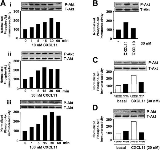 Figure 3. CXCR3 agonists stimulate activation of Akt in CXCR3-transfected COS-7 cells. (A) COS-7 cells transiently transfected with CXCR3 (2.0 μg plasmid/106 cells) were stimulated for different periods of time with 10 (Ai), 30 (Aii), and 100 (Aiii) nM CXCL11, and phosphorylation of Akt was determined by Western blot analysis using specific anti–phosho-Akt (P-Akt) antibodies. Phosphorylation was quantified by chemiluminescence and corrected for total Akt (T-Akt) expression on stripped blots. (B) CXCR3-expressing COS-7 cells were incubated with 30 nM CXCL11 or CXCL10 for 15 minutes before lysing the cells. (C-D) Involvement of Gi- (C) and PI3K–signaling pathway (D) in CXCL11-induced Akt phosphorylation. CXCR3-expressing COS-7 cells were grown in serum-free medium in the presence of PTX (100 ng/mL, 48 h; C) or wortmannin (wort) (100 nM, 30 minutes; D) and exposed to CXCL11 (15 minutes, 30 nM) before lysis and Western blot analysis. A representative experiment of at least 2 independent experiments is shown.