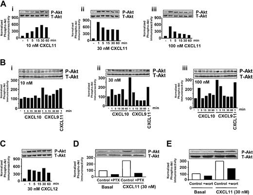 Figure 4. CXCR3 agonists stimulate activation of Akt in T lymphocytes. (A-C) T cells were stimulated for different periods of time with 10, 30, and 100 nM CXCL11 (Ai-iii), CXCL10 (Bi-iii), CXCL9 (Bi-iii), or CXCL12 (C), and phosphorylation of Akt was determined by Western blot analysis using specific anti–phosho-Akt (P-Akt) antibodies. Phosphorylation was quantified by chemiluminescence and corrected for total Akt (T-Akt) expression on stripped blots. (D-E) Involvement of Gi- (D) and PI3K–signaling pathway (E) in CXCL11-induced Akt phosphorylation. T cells were grown in serum-free medium in the presence of PTX (100 ng/mL, 48 h; D) or wortmannin (wort) (100 nM, 30 minutes; E) and exposed to CXCL11 (1 minute, 30 nM) before lysis and Western blot analysis. A representative experiment of at least 2 independent experiments is shown.