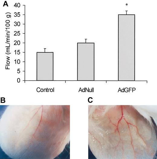 Figure 8. Effects of AdGFP on ear blood flow and vasodilation. (A) AdGFP (1 × 108 MOI/ear), AdNull (1 × 108 MOI/ear), or control (PBS) was injected in the pinna of the mouse's ear. After 3 days following injection, blood flow was measured using a laser-Doppler. The columns are the means, and the bars are the SD (n = 3); *P < .05 compared with control or AdNull. As compared to the AdNull injected mice (B), 3 days after AdGFP injection (C) there was an increase in the number of grossly vasodilated vessels.
