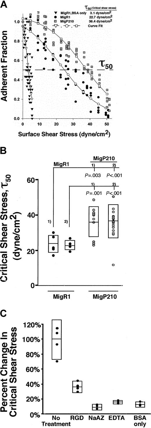 Figure 1. P210BCR-ABL leads to increased integrin-mediated adhesion to fibronectin. (A) Each set of points makes up an individual spin and is the number of cells (adherent fraction) at a particular location on the coverslip that experiences a known shear stress relative to the count at the center where the shear stress is zero. Expression of MigP210BCR-ABL (▦) allowed a higher fraction of cells to remain attached compared to vector control MigRI cells (•), indicating that MigP210BCR-ABL–expressing cells bound more tightly to fibronectin. Coverslips coated with BSA alone did not support significant cell binding to either MigRI (▾) or MigP210BCR-ABL (data not shown) cells. Binding of MigRI or MigP210BCR-ABL cells to BSA-coated surfaces was comparable, and at times so few cells remained attached after a spin that a detachment profile could not be generated. Curves fitted to the experimental points for MigRI-expressing cells on BSA-only–coated coverslips (▿), MigRI cells on fibronectin-coated coverslips (○), and MigP210BCR-ABL on fibronectin-coated coverslips (□). The dashed line represents an adherent fraction of 0.5. The critical shear stress (τ50) is defined as the point on the abscissa (shear stress) that corresponds to an adherent fraction of 0.5 along the fitted curve. (B) τ50 was determined for spins with 2 populations each of cells expressing MigRI (•) or MigP210BCR-ABL (○), indicating that an average of 1.5 to 1.6 times as much force is needed to detach 50% of MigP210BCR-ABL–expressing cells from fibronectin in our system. Each circle represents τ50 for a particular spin, and rectangles denote standard deviations above and below the mean. Significance is shown and is determined by comparing the MigRI population (#1 or #2) with the corresponding MigP210BCR-ABL population (#1 or #2). (C) MigRI cells were treated with a GRGDSP (RGD) peptide (P = .001), 0.02% sodium azide (NaAZ) (P =.001), or 1 mM EDTA (EDTA) (P = .001) and were assayed for the ability to bind fibronectin compared with untreated MigRI cells. MigRI cells were incubated on coverslips coated with BSA only as a negative control (P = .001). The percentage change in critical shear stress is relative to untreated MigRI cells.