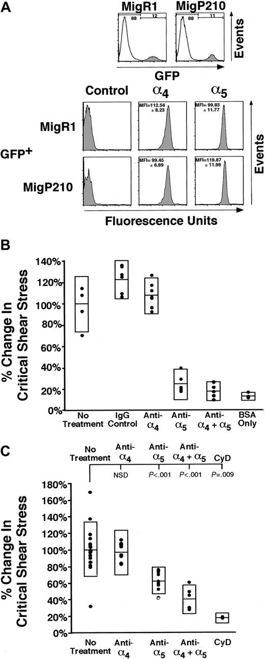 Figure 2. α5β1 primarily mediates cell adhesion in MigR1 and MigP210BCR-ABL cells, though α5β1 and α4β1 are present at similar levels on 32D cells. (A) Three populations of 32D cells expressing MigR1 and 2 populations of MigP210BCR-ABL cells were assessed for the level of integrin expression. Cell populations were transduced independently and subsequently stained in triplicate without selection. Cells stained with the secondary phycoerythrin-conjugated antibody alone are shown as negative controls. Representative histograms are shown for a single population, and the average mean fluorescence index (MFI)13 for all populations and standard deviations determined by a propagation of error are also indicated. Significant differences in α4 expression are observed neither between MigP210BCR-ABL GFP+ and MigR1 GFP+ cells (P = .13) nor between MigP210BCR-ABL GFP– and GFP+ cells (P = .26, not shown). Likewise, significant differences in α5 expression are observed neither between MigP210BCR-ABL GFP+ and MigR1 GFP+ cells (P = .13) nor between MigP210BCR-ABL GFP– and GFP+ cells (P = .09, not shown). (B) The ability of MigR1 cells to bind fibronectin was determined by leaving cells untreated (No treatment) or treating cells with a control Rat immunoglobulin G (IgG) antibody, a monoclonal antibody directed against the fibronectin-binding region of α4β1 (anti-α4), a monoclonal antibody directed against the fibronectin-binding region of α5β1 (anti-α5), both antibodies (anti-α4 + α5), or untreated cells incubated on coverslips coated without fibronectin (BSA only). The percentage change in critical shear stress is relative to that of untreated cells. (C) MigP210BCR-ABL 32D cells were treated with the same anti-integrin antibodies as in panel B. Additionally, MigP210BCR-ABL cells were treated with 1 μM cytochalasin D (CyD), which abrogates cell adhesion to levels that are comparable to coverslips coated with BSA only. NSD indicates not significantly different.