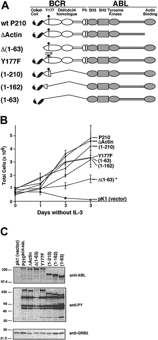 Figure 3. Characterization of P210BCR-ABL mutants. (A) Schematic representation of wild-type P210BCR-ABL and corresponding mutants with deletions or point mutations in critical functional domains. The C-C domain mediates protein oligomerization, Y177 binds GRB2, and Ph stands for pleckstrin homology. (B) Each construct was cloned into the pK1 vector that coexpresses the mutant of interest along with the puromycin resistance gene as a bicistronic message through an internal ribosomal entry site. Each construct was expressed in 32D cells and selected for growth in puromycin-treated medium in the presence of IL-3. A representative plot of 32D-cell proliferation is shown in which IL-3 was withdrawn from the media at day 0. All mutants and wild-type P210BCR-ABL led to growth factor independence when expressed in this cell line. However, the Δ(1-63) mutant proliferated at a significantly lower rate (*), and cells expressing the control vector, pK1, rapidly died within 48 hours. Viability was determined by trypan blue exclusion; each sample was tested in triplicate. (C) Western blots of whole cell lysates from 32D cells expressing constructs shown in panel A were prepared using cells that had recently been transduced and selected (passage 3 or sooner after selection). Blots were assessed for BCR-ABL expression (anti-ABL), for whole cell phosphotyrosine (anti-PY), or for GRB2 expression as a loading control (anti-GRB2). The Δ(1-63) mutant shows reduced levels of phosphotyrosine, which may account for the lower proliferation rate seen in panel B.