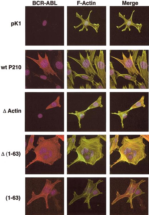 Figure 5. Localization of P210BCR-ABL to F-actin is dependent on the presence of the coiled-coil domain and the C-terminal actin-binding domain. NIH 3T3 cells were transduced with pK1, wild-type P210BCR-ABL, ΔActin BCR-ABL, Δ(1-63) BCR-ABL, or (1-63) BCR-ABL to determine the essential regions for colocalization of BCR-ABL with F-actin. Puromycin-resistant NIH 3T3 cells were stained for BCR-ABL expression (anti-abl, cy3, red), F-actin (fluorescein isothiocyanate (FITC)–phalloidin, green), and the nucleus was visualized by staining with DAPI (blue).
