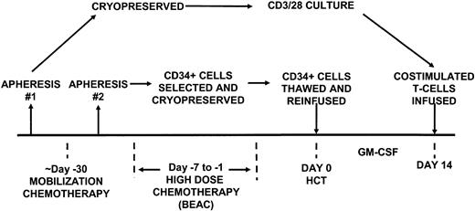 Figure 1. Study design. The aphereses were performed as indicated at “steady state” to provide T cells for culture and following mobilization for CD34+ cell selection.