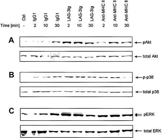 Figure 5. Effects of MHC class II cross-linking on the activation of PI3 kinase, p38MAPK, and p42/44ERK. Peripheral blood monocytes differentiated into immature DCs for 7 days with GM-CSF and IL-4 were stimulated with human IgG1, LAG-3Ig, or a class II–specific mAb (I3) as described in the legend to Figure 2. Cell lysates were analyzed by probing Western blots with phosphorylation-specific antibodies against the PI3 kinase substrate Akt (A), the kinase p38 MAPK (B), and p42/44 ERK (C). Blots were reprobed with antibodies specific for total antigen to verify equal loading of samples. Results are representative of 3 experiments performed on different DC samples.