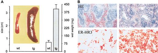 Figure 2. Splenomegaly and extramedullary erythropoiesis in tg mice. (A) The spleens from a wt and a tg mouse are shown in the photograph. The wet weights of the spleens are depicted in the histogram. Wt versus tg: 87 ± 18.5 mg vs 407 ± 43 mg (n = 7 in each group; P < .001). (B) Exemplary sections obtained from wt (left images) and tg spleens (right images) were stained either with hematoxylin-eosin (HE; original magnification, × 63) or with the erythropoiesis-associated antibody ER-HR3 (red; original magnification, × 400). The proportion of the red pulp as well as the density of ER-HR3–positive cells is largely increased in tg mice, indicating, together with the 5-fold higher wet weight of the tg spleen, the massive extramedullary erythropoesis in tg mice.