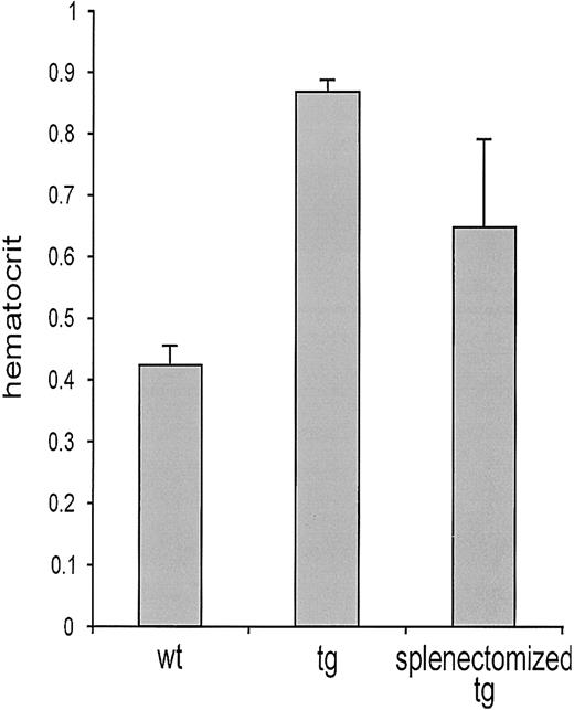 Figure 3. Reduced hematocrit level upon splenectomy. Hematocrit measurements were performed in wt mice, untreated tg mice, and splenectomized tg animals that were 114 ± 8 days old, 119 ± 8 days old, and 121 ± 10 days old, respectively, when the hematocrit level was determined. Splenectomy was performed 6 to 7 weeks earlier. The hematocrit level was increased 2-fold in tg mice (0.86 ± 0.06) compared with wt mice (0.42 ± 0.04; P < .01). Six to 7 weeks after splenectomy, the hematocrit level in tg mice was 0.62, which is 31% lower (P < .01) but still significantly 50% higher than that in wt mice (P < .01).