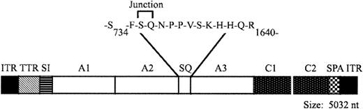 Figure 1. Structure of AAV-cFVIII-SQ vector. AAV vector encoding a B-domain–deleted form of cFVIII. TTR indicates transthyretein promoter; SI, synthetic intron; cFVIII domains A1, A2, A3, C1, and C2; SQ, the deleted B domain; and SPA, synthetic polyadenylation sequence.
