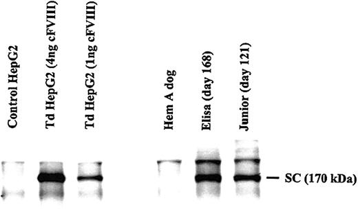 Figure 3. Detection of cFVIII in the plasma of AAV-cFVIII-104–injected dogs. Canine FVIII (1 and 4 ng as measured by ELISA) was immunoprecipitated from media collected from HepG2 cells that were transduced with AAV-cFVIII-104. Media collected from uninfected cells served as a negative control. The media was spiked with 500 μL FVIII-deficient dog plasma prior to immunoprecipitation. Canine FVIII was immunoprecipitated from the plasma (500 μL) of 2 AAV-cFVIII-104–treated dogs, Elisa and Junior. Plasma from an untreated Hem A dog was used as a negative control. SC denotes the position of single-chain cFVIII.