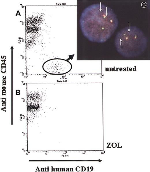 Figure 6. In vivo effect of ZOL on the emergence of leukemic cells in the blood of engrafted mice. Ten weeks after leukemic cell engraftment, all untreated NOD/SCID mice (group 1) had human leukemic cells (A), whereas none of the ZOL-treated mice (groups 2 and 3) had human leukemic cells in their PB (B). Fluorescein in situ hybridization analysis revealed that the human cells in the untreated mice had 2 Bcr-Abl fusion genes (arrow), indicating they were Ph+ leukemic cells (C). Original magnification × 400. The data shown are representative of 6 mice.