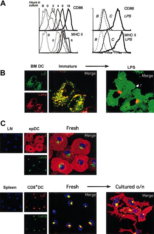 Figure 2. Immature lymphoid organ DCs acquire a mature phenotype during culture in vitro. (A) Left: FACS analysis of CD86 and MHC II expression in splenic DCs freshly isolated (0 time point, thinnest continuous line) or after incubation for the times indicated. The results were similar for each individual splenic DC population. The FACS profiles of MHC II expression at 6 and 18 hours were comparable, so the latter has been removed for clarity. The dashed line corresponds to unlabeled cells. The result shown is representative of multiple experiments. Right: FACS analysis of the expression of MHC II and CD86 in BMDCs after incubation without (thin line) or with (thick line) LPS for 20 hours. The dashed line corresponds to unlabeled cells. The result shown is representative of multiple experiments. (B) Immunofluorescence confocal microscopy (ICM) analysis of MHC II (green) and Lamp 1 (red) localization in BMDCs incubated for 20 hours in the absence (immature, left panels) or the presence (right) of 1 μg/mL LPS. (C) Subcutaneous LN epDCs and splenic CD8+ DCs were purified and analyzed by ICM immediately after isolation (“Fresh”) or after culture for 18 hours in vitro (“Cultured o/n”). Cells were stained with antibodies for MHC II (I-Ab, red), the late endosomal/lysosomal marker Lamp1 (green), and the nuclear dye DAPI (blue).