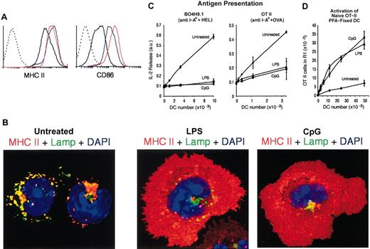 Figure 6. Maturation of splenic DCs in vivo. (A) FACS analysis of MHC II (left) and CD86 (right) expression in freshly purified splenic DCs from untreated (black line), LPS-injected (red line), or CpG-injected (blue line) mice. The dashed line corresponds to unlabeled DCs. (B) ICM analysis of MHC II localization in freshly purified splenic DCs from untreated (left), LPS-injected (center), or CpG-injected (right) mice. (C) The indicated number of DCs freshly purified from untreated, LPS-, or CpG-treated mice was used in an assay of antigen presentation to the anti-HEL T-cell hybridoma BO4H9.1 (left) and the anti-OVA T-cell hybridoma OT II (right). (D) The indicated number of freshly purified and fixed DCs was assessed for its capacity to induce OT-II proliferation in the presence of the OVA323-339 peptide.