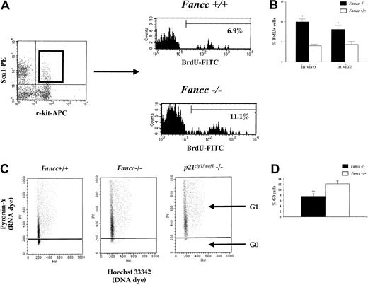 Figure 1. Fancc–/– hematopoietic stem/progenitor cells are less quiescent than WT control cells. (A) A representative experiment demonstrating the gating method used for in vivo and in vitro BrdU pulse assays of SCL cells. Either mice or lin– cells harvested from Fancc–/– and WT mice were pulsed with BrdU and analyzed for simultaneous detection of Sca1, ckit, and BrdU incorporation as described in “Study design.” (B) Mean BrdU incorporation in SCL cells. Data shown are the mean of 5 experiments for both in vitro and in vivo pulsing methods, *P < .05. (C) Cell cycle analysis of a representative experiment. Lin– cells from Fancc–/–,WT, and p21cip1/waf1–/– mice were stained with Hoechst 33342 and Pyronin Y. WT and p21cip1/waf1–/– samples were used as controls to set fluorescent cytometer parameters. Data shown are one of 5 representative experiments with similar results. (D) Mean %G0 lin– cells. The mean of 5 independent experiments is shown, **P < .002. A Student t distribution and P values were determined using GraphPad Prism 3.0a software (San Diego, CA).