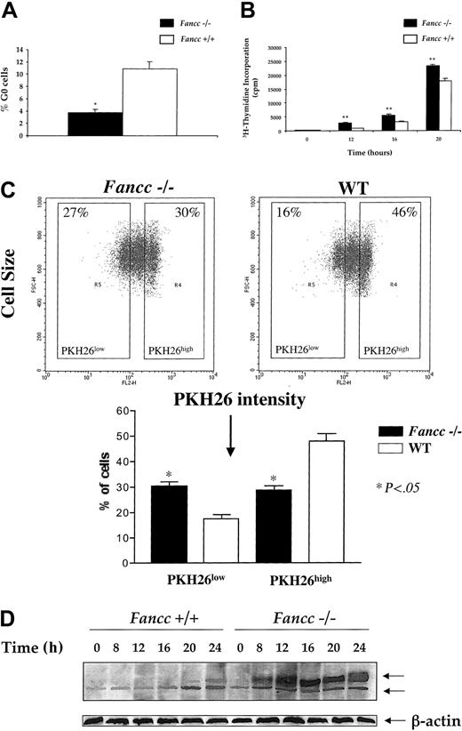 Figure 2. Fancc–/– BMMCs enter S phase earlier than WT controls. (A) Percent G0 BMMCs after serum/cytokine starvation. WT and Fancc–/– BMMCs were quiesced overnight in RPMI 0.1% FCS before analyzing G0 status using Hoeschst 33342 and Pyronin Y. The mean of 5 independent experiments is shown, *P < .01. (B) S-phase entry of BMMCs after serum/cytokine starvation. After an overnight period of quiescence, WT and Fancc–/– BMMCs were stimulated with 100 ng/mL mSCF in the presence of 3H-thymidine. Cells were harvested at the time points shown and β emission was measured. The mean of 3 experiments is shown, **P < .001. (C) PKH26 staining of BMMCs to verify cell division. WT and Fancc–/– BMMCs were loaded with PKH26 for 5 minutes, washed, and stimulated with 100 ng/mL SCF for 2 days. BMMCs were analyzed by fluorescence cytometry for PKH26high (few cell divisions) and PKH26low (most cell divisions) cells. A representative experiment and the mean of 4 experiments are shown, *P < .05. (D) Retinoblastoma Western blotting. After an overnight period of quiescence, WT and Fancc–/– BMMCs were stimulated with 100 ng/mL mSCF. Cells were harvested at the time points indicated and evaluated by Western blotting for retinoblastoma (top autoradiograph). Rb hyperphosphorylation (top arrow) can be distinguished from unphosphorylated Rb (bottom arrow) by the retardation of protein migration. The β-actin loading control is shown in the bottom autoradiograph. These data represent 1 of 5 separate experiments with similar results. A Student t distribution and P values were determined using GraphPad Prism 3.0a software.