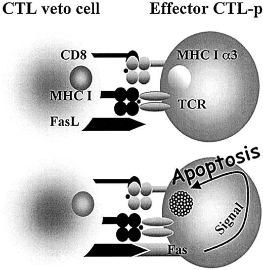 Figure 1. Veto CTLs induce apoptosis in the effector T cells by a Fas-FasL–mediated mechanism. Upon engagement between the TCR of the effector cell and class I (MHCI) of the veto cell, the effector cell is activated and Fas is up-regulated, allowing for the FasL on the veto CTL to induce apoptosis. However, inhibitors such as FLIP (FADD-like interleukin 1–converting enzyme-inhibitory protein) protect the activated effector T cell. The high affinity afforded by the interaction between CD8 on the veto cell and class I (MHCIα3) on the effector cell enables prolonged association until FLIP is down-regulated and apoptosis can take place. 36