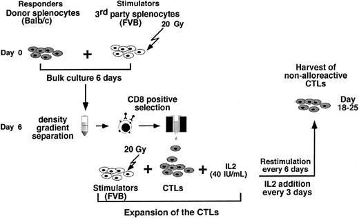 Figure 2. Preparation of nonalloreactive veto CTLs.