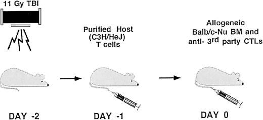 Figure 9. A stringent mouse model for T-cell–mediated BM allograft rejection.