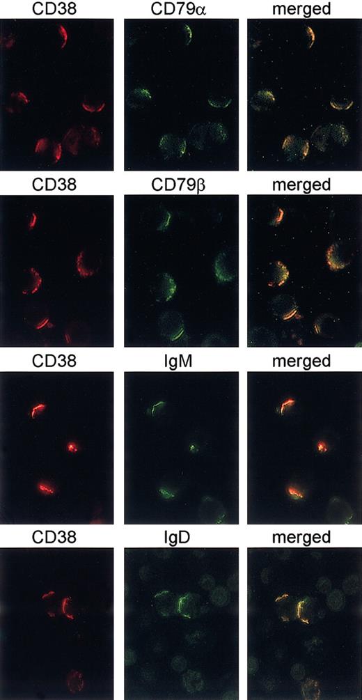 Figure 3. CD38 is laterally associated with the BCR complex. B cells purified from 8 different CD38+ CLL patients were cultured for 3 days in the presence of 100 IU/mL IL-2 to increase CD38 expression. CD38 capping was induced on ligation with the IB4 mAb followed by binding with a TRITC-conjugated GαMIg for 30 minutes at 37°C (red). After blocking the experiment with cold PBS plus 0.1% NaN3, directly FITC-labeled mAbs to CD79α, CD79β, IgM, and IgD were added for 20 minutes at 4°C (green). The cells were then fixed and analyzed with an Olympus 1 × 70 microscope using the ANALYSIS software. The panels on the right show the merge of the 2 images. Original magnification × 60.