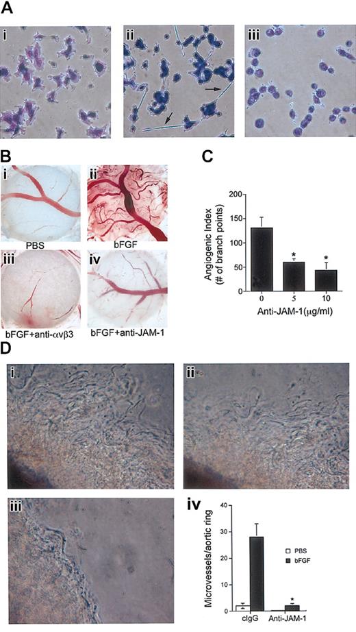 Figure 1. JAM-1 is involved in bFGF-induced angiogenesis. (A) Serum-starved untransfected HUVECs were plated on vitronectin and stained to observe cellular morphology. bFGF-treated cells (ii) formed cellular extensions (arrows) that were blocked by anti–JAM-1 antibody (iii). (B) Low-power light micrograph of representative CAMs. (i-ii) CAM treated with PBS (control) or stimulated with 50 ng/mL bFGF. (iii-iv) bFGF-stimulated CAM was treated topically with anti-αvβ3 (2.5 μg/mL) or anti–JAM-1 (5 μg/mL) antibodies. (C) Angiogenic index of the data obtained from anti–JAM-1-treated CAMs shows dose-dependent inhibition of bFGF-induced angiogenesis (n = 8 CAMs; *P < .05). Index values were normalized by subtracting control (PBS) values. (D) Low-power light micrograph of representative murine aortic ring assay. (i) bFGF; (ii) bFGF+clgG; (iii) bFGF+anti-JAM1. (iv) Graph represents the number of microvessel sprouts per field. Anti–JAM-1 (10 μg/mL) significantly (*P < .005) inhibits bFGF-induced microvessel outgrowth (n = 6 mice). Original magnifications × 400 (A) and × 50 (B, D).