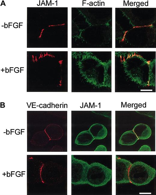 Figure 2. bFGF treatment specifically redistributes JAM-1. (A) Immunofluorescence images of JAM-1 localization in HUVECs labeled with anti–JAM-1 and phalloidin for F-actin in the absence or presence of bFGF. On bFGF treatment, JAM-1 redistributes along the cell membrane. (B) HUVECs labeled with anti–VE-cadherin and polyclonal anti–JAM-1 in the absence or presence of bFGF. Although JAM-1 redistributes, VE-cadherin remains localized at the cell-cell junction. Scale bars represent 10 μm.