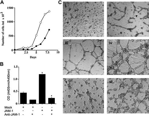 Figure 3. JAM-1 induces HUVEC proliferation and tube formation. (A) The proliferation of HUVECs stably transfected with mock (•) or JAM-1 (○) constructs was quantified by counting cell number. (B) Cells as in panel A were treated with bFGF and assayed for BrdU incorporation. Anti–JAM-1 significantly inhibited bFGF-induced proliferation (*P < .01). (C) In vitro Matrigel tube formation assay. Serum-starved mock-transfected (i, iii), JAM-1–transfected (ii, iv), Δ-257–transfected (v), and Y→F–transfected (vi) HUVECs were assayed for tube formation in the presence or absence of bFGF as indicated. Original magnification × 100.