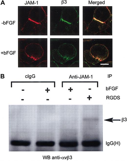 Figure 4. The integrin αvβ3/JAM-1 complex is disrupted on stimulation of HUVECs with bFGF. (A) Immunofluorescence images of serum-starved, untransfected HUVECs in the absence or presence of bFGF stained for JAM-1 and integrin β3. Scale bar represents 10 μm. (B) Coimmunoprecipitation of αvβ3 with JAM-1 from HUVECs treated with bFGF or RGDS peptide where indicated. HB67 (cIgG) was used as a control. IgG heavy chain—IgG(H)—bands indicate equal loading.