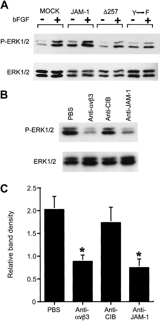 Figure 5. bFGF-induced MAP kinase activation requires JAM-1 and αvβ3. (A) HUVECs expressing various JAM-1 constructs were stimulated with bFGF, as indicated, and were processed to observe the amount of phospho-ERK1/2 and total ERK1/2. (B) Serum-starved JAM-1–overexpressing HUVECs were preincubated with PBS (control) or indicated antibodies, stimulated with bFGF, and then processed as in panel A. (C) Quantitation of the amount of phospho-ERK1/2 from panel B by densitometry. Anti-αvβ3 and anti–JAM-1 significantly inhibit ERK1/2 activity (*P < .05).