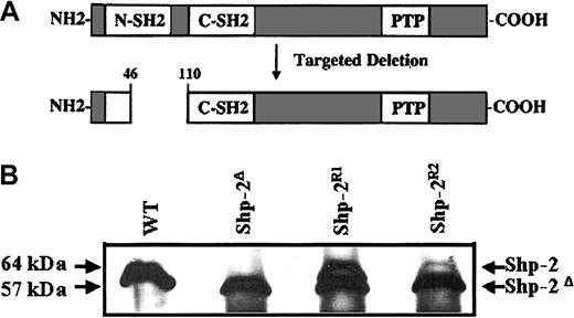 Figure 1. WT Shp-2 is expressed in Shp-2R cells. (A) Schematic diagram of WT Shp-2 protein and resultant mutant Shp-2 protein after targeted deletion of the Shp-2 allele. (B) Protein lysate from WT, Shp-2Δ, and Shp-2R1, and Shp-2R2 cells was immunoprecipitated and blotted with anti-SH-PTP2C (C18), which recognizes both the WT Shp-2 and Shp-2Δ46-110.