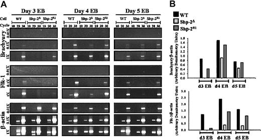 Figure 2. Shp-2 is necessary for brachyury and flk-1 expression in EBs. (A) Total cellular RNA was prepared from day 3, 4, and 5 EBs, reverse transcription was performed using 2 μg (1 ×), 200 ng (.1 ×), or 20 ng (.01 ×) as template, and amplification of brachyury, flk-1, and the constitutively expressed β-actin was conducted for 10, 20, or 30 cycles. PCR products were electrophoresed on agarose gels and stained with ethidium bromide for visualization. (B) Brachyury and flk-1 band intensities (1 ×, 30 cycles of amplification) were quantitated by densitometry using NIH Image and normalized to β-actin band intensities (0.01 ×, 30 cycles of amplification).