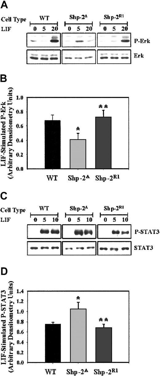 Figure 5. LIF-stimulated phospho-Erk is lower and phospho-Stat3 is greater in Shp-2Δ cells. (A) WT, Shp-2Δ, and Shp-2R1 ES cells were either unstimulated or stimulated with LIF (1000 U/mL) for 5 or 20 minutes followed by immunoblot analysis for p-Erk and Erk. The blot is a representation of 4 independent experiments. (B) Compilation of normalized p-Erk to Erk levels from 4 independent experiments following LIF stimulation in WT, Shp-2Δ, and Shp-2R1 cells; *P = .04 comparing Shp-2Δ to WT, and **P = .03 comparing Shp-2R1 to Shp-2Δ. (C) WT, Shp-2Δ, and Shp-2R1 ES cells were either unstimulated or stimulated with LIF (1000 U/mL) for 5 or 10 minutes followed by immunoblot analysis for p-Stat3 and Stat3. The blot is a representation of 4 independent experiments. (D) Compilation of normalized p-Stat3 to Stat3 from 4 independent experiments following LIF stimulation in WT, Shp-2Δ, and Shp-2R1 cells; *P = .05 comparing Shp-2Δ to WT, and **P = .05 comparing Shp-2R1 to Shp-2Δ.