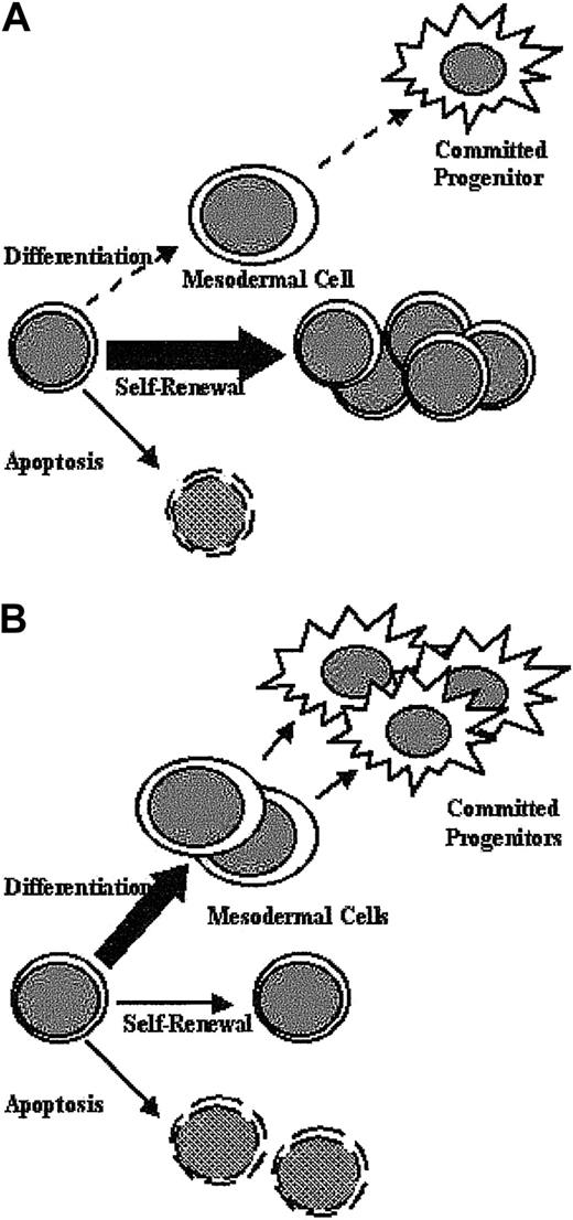 Figure 7. Schematic diagram. The diagram shows aberrant Shp-2Δ ES cell function (A) and correction on reintroduction of WT Shp-2 (B).