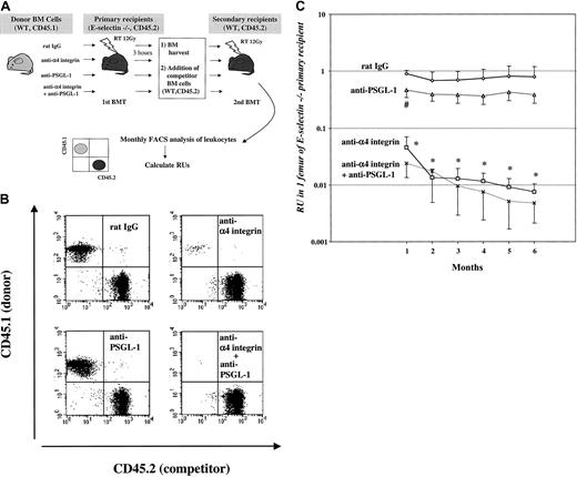 Figure 2. Competitive reconstitution assay to assess hematopoietic stem cell homing. (A) Schematic representation of competitive repopulation experiment. BM nucleated cells (10 million) from CD45.1 congenic WT mice were treated with rat IgG, anti–α4 integrin, anti–PSGL-1, or both anti–α4 integrin and anti–PSGL-1, and injected into lethally irradiated (12 Gy, single dose) E–/– mice (CD45.2). Femoral bone marrow cells were harvested 3 hours after injection. Bone marrow cells contained in one femur were injected together with 1 to 2 × 105 CD45.2 WT competitor BM cells into a lethally irradiated (12 Gy, split dose) CD45.2 WT secondary recipient mouse. Blood was harvested monthly from secondary recipient mice, and the expression of CD45.1 and CD45.2 was assessed by flow cytometry to determine the repopulating unit (RU). (B) Representative FACS dot plots 3 months after secondary transplantation. The left upper quadrant of each panel shows CD45.1+ leukocytes which were derived from long-term repopulating stem cells homed in the BM of E–/– primary recipient mice. Many CD45.1+ leukocytes derived from homed repopulating cells can be observed in control rat IgG and anti–PSGL-1–treated groups. However, in all mice from the groups treated with anti–α4 integrin or both anti–α4 integrin and anti–PSGL-1, very few leukocytes were derived from cells homed in BM of E–/– first recipients. Similar results were found up to 6 months after secondary transplantation. (C) RU levels following secondary transplantation. RUs were drastically reduced when α4 integrin was inhibited in the absence of E-selectin. n = 4 to 7 mice at one month and n = 3 to 6 at 6 months after secondary transplantation. Data are pooled from 3 independent experiments. *P < .05 for anti–α4 integrin and anti–α4 integrin plus anti–PSGL-1 groups compared with either IgG control or anti–PSGL-1 groups. #P < .05 compared with IgG control.