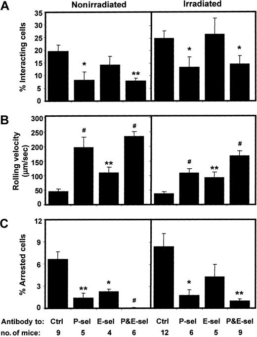 Figure 3. Endothelial selectins are expressed and functional in the BM microvasculature after irradiation. Fluorescently labeled PMNs obtained from mouse BM were injected into C57BL/6 mice before (nonirradiated, left panels) or 3 hours after lethal irradiation (irradiated, right panels). Mice had been treated with control rat IgG (Ctrl), anti–P-selectin (P-sel), anti–E-selectin (E-sel), or both antiselectin antibodies (P&E-sel). (A) The fractions of cells interacting with the BM microvasculature, (B) rolling velocities, and (C) the fractions of cells arrested on the BM microvasculature were determined by analysis of video recordings from fluorescence intravital microscopy experiments. The number of mice per group is indicated. *P < .05; **P < .01; #P < .001.