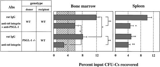 Figure 4. PSGL-1 is a functional E-selectin ligand on HPCs. Bone marrow nucleated cells were harvested from WT control mice and treated with either rat IgG or PS/2 and 4RA10 to block both α4 integrin and the segment of PSGL-1 that interacts with P-selectin. The homing activity remaining after PS/2 and 4RA10 treatment (shaded area) is mediated by E-selectin and its ligands. To evaluate the contribution of PSGL-1 as an E-selectin ligand, PSGL-1 –/– BMNCs were concomitantly transplanted into lethally irradiated WT recipients. Homing of PSGL-1–/– HPCs was further reduced when α4 integrin was blocked, suggesting that PSGL-1 contributes to HPC homing as an E-selectin ligand (*P < .05, **P < .01). Lodgment of HPCs in spleen was significantly reduced when PSGL-1 was inhibited or absent (*P < .05, **P < .01 compared with rat IgG control group). n = 6 to 7 mice per group.
