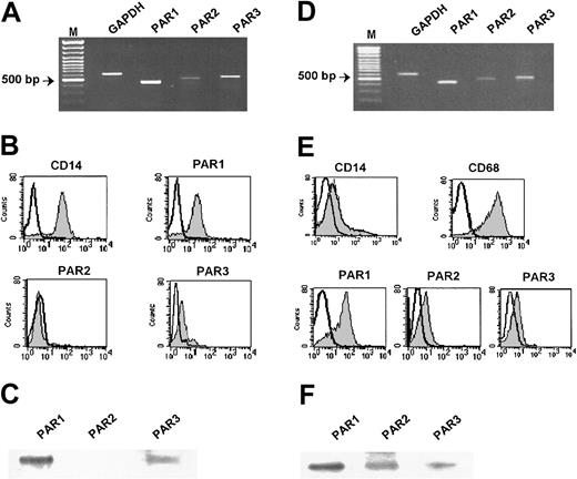 Figure 1. Expression of protease-activated receptors in human peripheral monocytes and in monocyte-derived human macrophages. (A) Monocytes. RT-PCR analysis of PAR1, PAR2, and PAR3 mRNA expression in CD14+ monocytes. GAPDH was used for normalization. (B) Monocytes. Flow cytometric analysis of PAR1, PAR2, and PAR3 expression using specific mAb for PAR1 (SPAN12), PAR2 (SAM11), and polyclonal antibody for PAR3 (shaded peaks). Nonshaded peaks represent cells stained with isotype-matched control antibodies. (C) Monocyte lysates were prepared and subjected to Western blot analysis with the appropriate antibodies. (D) Macrophages. RT-PCR analysis of PAR1, PAR2, and PAR3 mRNA expression in macrophages differentiated from monocytes for 7 days in the presence of 15 ng/mL M-CSF. (E) Macrophages. Flow cytometric analysis of PAR1, PAR2, and PAR3 in human macrophages was performed as described in Figure 1B. CD14 and CD68 antigens were used as differentiation markers (shaded peaks). (F) Macrophage lysates were prepared and subjected to Western blot analysis with the appropriate antibodies. M indicates marker. Results of 1 of 6 independent experiments are shown.