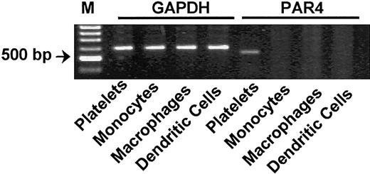 Figure 2. Human peripheral monocytes, macrophages, and dendritic cells do not express protease-activated receptor 4 mRNA. RT-PCR analysis did not detect PAR4 mRNA expression on either CD14+ monocytes or macrophages or dendritic cells. Human platelets were used as a positive control. GAPDH was used for normalization. M indicates marker. Results of 1 of 3 independent experiments are shown.