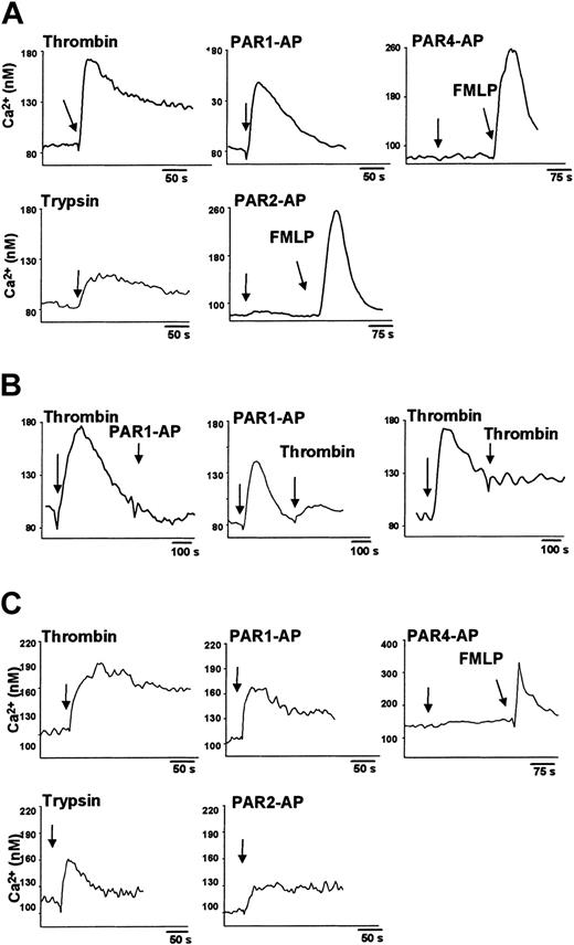 Figure 5. Protease-activated receptor ligands increase cytosolic Ca2+ levels in human peripheral monocytes and monocyte-derived macrophages. (A) Monocytes loaded with 2 μM Fura-2 acetoxymethyl ester for 30 minutes were stimulated (arrows) with 10 U/mL thrombin, 100 nM trypsin, 10 nM FMLP, or with 300 μM of each PAR-AP. (B) In desensitization experiments, monocytes were sequentially stimulated either with thrombin (10 U/mL) and PAR1-AP (300 μM) or thrombin (10 U/mL). (C) Macrophages loaded with 2 μM Fura-2 acetoxymethyl ester for 60 minutes were stimulated with thrombin, trypsin, PAR-AP, or FMLP, as indicated. Results of 1 of 3 independent experiments are shown.