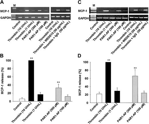 Figure 6. PAR1 activation stimulates expression of MCP-1 in human monocytes and monocyte-derived human macrophages. (A) Monocytes. MCP-1 mRNA expression. Cells incubated in the presence or absence of thrombin, PAR1-AP, WEDE15, or control IgG for 8 hours; mRNA was extracted and subjected to RT-PCR. GAPDH transcript levels were used for normalization. Results of 1 of 3 experiments are shown. (B) Monocytes. MCP-1 release. Cells were incubated in the presence or absence of the stimuli for 24 hours before MCP-1 release was analyzed by ELISA; results are the mean ± SEM of 6 independent experiments; 100% = 1.18 ± 0.34 ng/106 cells. (C) Macrophages. MCP-1 mRNA expression. Experimental conditions were the same as for monocytes. (D) Macrophages. MCP-1 release. Cells were treated as described for monocytes. Results are the mean ± SEM of 4 independent experiments. 100% = 5.2 ± 1.2 ng/106 cells. **P < .01 versus control (B, D).