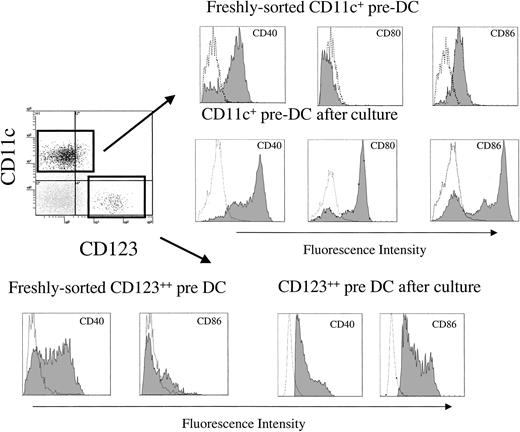 Figure 3. Costimulatory molecule expression on freshly isolated Flt3L-mobilized circulating rhesus monkey pre-DC subsets. Rhesus monkey pre-DC subsets were flow-sorted before secondary staining for costimulatory molecule expression. Flow-sorted CD11c+ pre-DCs showed moderate levels of CD40, minimal levels of CD80, and moderate levels of CD86 expression. Flow-sorted CD123++ pre-DCs also showed moderate expression of CD40 and minimal expression of CD86, indicating phenotypic immaturity. On overnight culture with CD40L, CD11c+ pre-DCs and CD123++ pre-DCs up-regulated cell surface expression of CD40, CD80, and CD86. Open histograms indicate isotypes; shaded histograms, stained cells. Data are representative of 3 separate experiments for each subset.