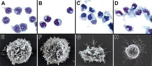 Figure 4. Morphology of flow-sorted rhesus DC subsets. Rhesus pre-DC subsets were stained with Giemsa (A-D) or examined using SEM (E-H) before and after culture with DC maturation-inducing factors GM-CSF and CD40L. (A) Freshly sorted CD11c+ pre-DCs showing a high nucleus-cytoplasm ratio, reniform or multilobulated nuclei, and few prominent dendrites. (B) Freshly sorted CD123++ pre-DCs with a typical prominent Golgi region and lateralized reniform nucleus. (C) After culture with rhGM-CSF and rhCD40L for 24 hours, CD11c+ pre-DCs showed abundant and well-developed dendrites. (D) After culture with rhIL-3 and CD40L for 3 days, CD123++ pre-DCs also acquired striking dendritic morphology. (E-H) SEM images of cells corresponding to populations in panels A to D Original magnifications: × 400 (A-D); × 7500 (E); × 9000 (F); × 5000 (G); and × 3500 (H).