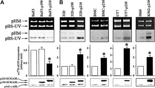 Figure 1. p210 BCR/ABL exerts different effects on NER depending on cell origin. DNA repair synthesis activity on UVC-damaged plasmid was measured with the extracts from (A) BaF3, BaF3-p190, and BaF3-p210 lymphoid cells and (B) 32D, 32D-p190, and 32D-p210, BMC and BMC-p210, UT7 and UT7-p210, and HL60 and K562-p210 myeloid cells. Cell extracts were incubated with the damaged (pBS-UV) and undamaged (pHM) plasmids in a repair synthesis reaction. Ethidium bromide-stained gel and autoradiography of the dried gel (upper panels), quantification of the DNA repair activity expressed as the ratio of radiolabel incorporation in the damaged versus undamaged plasmid (middle panels, DNA repair activity in the untreated parental cell extracts was arbitrary set at 1), and the ABL proteins expression (lower panels) are shown. Results represent mean ± SD of 3 separate experiments performed with 3 independent preparations of cell extracts. The * indicates difference between values for control and BCR/ABL-expressing cells at P < .01, as determined by Student t test.
