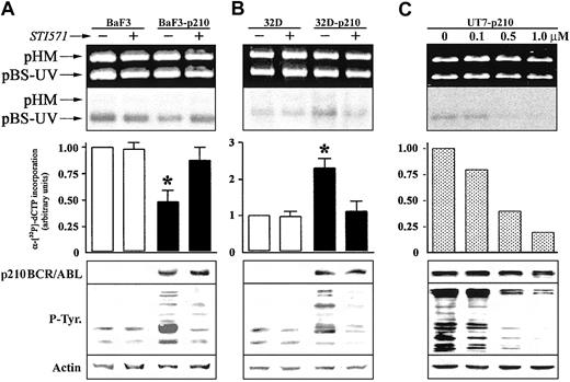 Figure 2. The effect of ABL kinase inhibitor STI571 on DNA repair activity in p210 BCR/ABL-positive cells. DNA repair synthesis activity on UVC-damaged plasmid was examined with the extracts from (A) BaF3 and BaF3-p210 lymphoid cells and (B) 32D and 32D-p210 myeloid cells pretreated (+) or not (-) with 1 μM STI571, and (C) UT7-p210 pretreated for 24 hours with the indicated concentrations of STI571 (upper and middle panels). For more details, see Figure 1 legend. p210 BCR/ABL, phosphotyrosine proteins, and actin (loading control) expression were determined by Western analysis (lower panels). The * indicates difference between values for untreated and STI571-pretreated cells at P < .01, as determined by Student t test.