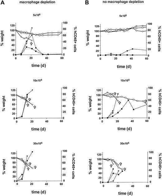 Figure 3. Influence of in vivo macrophage depletion and huPBMC dose on engraftment. Macrophage depletion with clodronate-containing liposomes was performed in group A (left). A cell-dose titration was performed in groups A and B with doses of 5, 10, 20, and 30 × 106 huPBMCs per group. An increase in human CD45+ cells (right y-axis) was associated with X-GVHD characterized by weight loss (left y-axis). Symbols ▿, □, and ○ indicate 3 different mice in each dose group. indicates death of the mouse; closed symbols, % human CD45+ cells; and open symbols, weight (as a percentage of the initial weight).