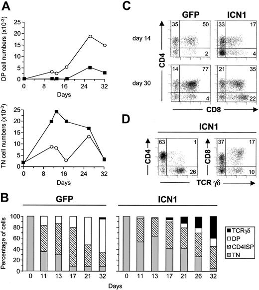 Figure 3. Sustained expression of activated Notch1 impairs CD34hi thymic lymphoid precursors from progressing into the DP stage. (A) Absolute numbers of CD4+CD8+ (DP) and CD3-CD4-CD8- (TN) cells derived from ICN-transduced (▪) or mock-transduced (○) CD34hi thymic lymphoid progenitors at the indicated time points in FTOCs. Numbers were normalized to 2 × 103 GFP+ transduced cells/lobe. (B) Percentages of TN, CD4 ISP, DP, and TCRγδ+ cells derived from ICN1- (ICN1) or mock-transduced (GFP) progenitors at the indicated time points in FTOC. (C) Flow cytometry analysis of CD4 versus CD8 expression on GFP+ progenies derived from ICN1-transduced (ICN1) or mock-transduced (GFP) progenitors after 14 and 30 days in FTOC. (D) Expression of CD4 or CD8 versus TCRγδ on ICN1-transduced progenitors after 30 days in FTOCs. Results are representative of 4 independent experiments.